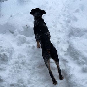 Meet your Posher, Pifany